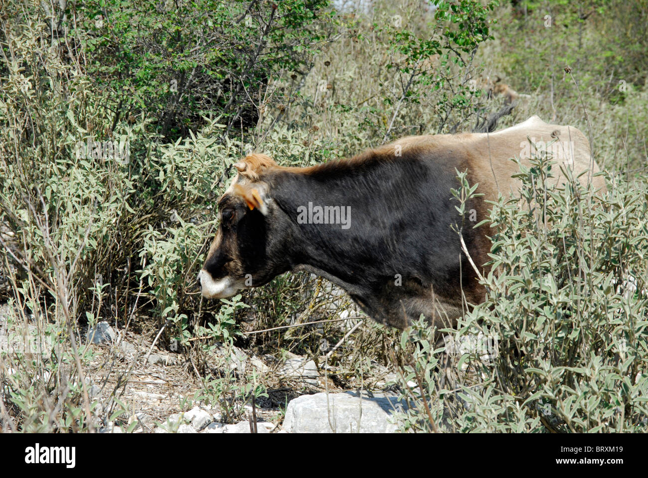 Cattle grazing on Scrubland, Epirus, Greece. Near to the River Louros and the Amvrakikos Gulf. Stock Photo