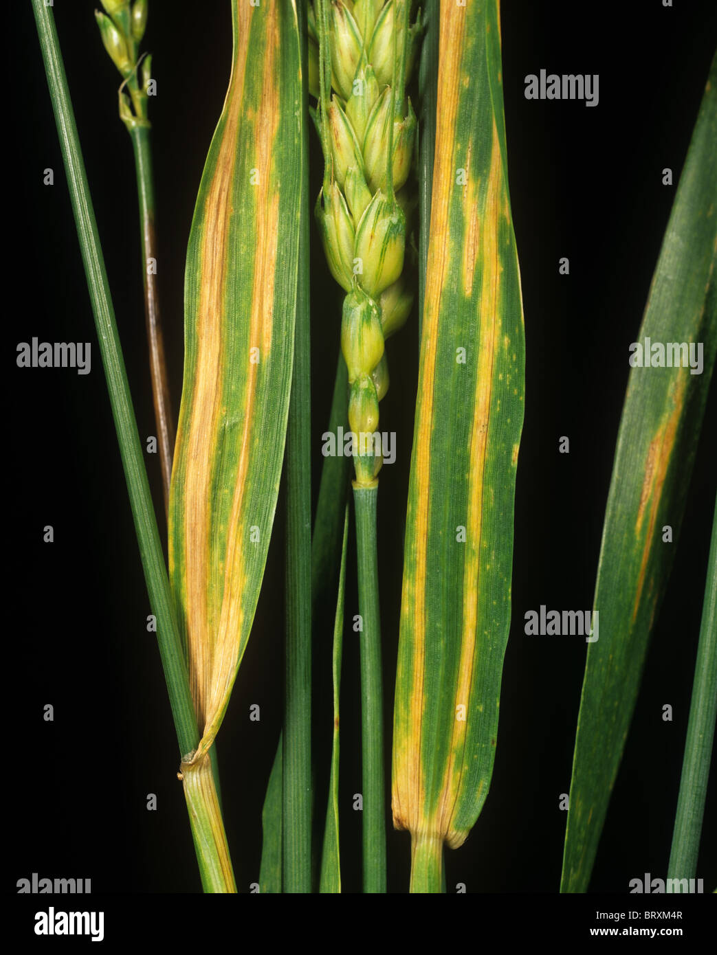 Wheat leaf stripe (Cephalosporium gramineum) on wheat flagleaves, USA Stock Photo
