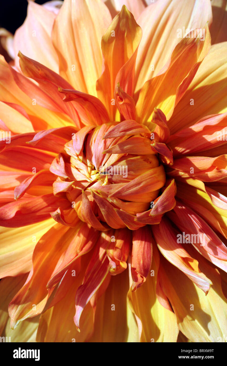 dahlia hamari gold bronze flower bloom blossom decorative type variety