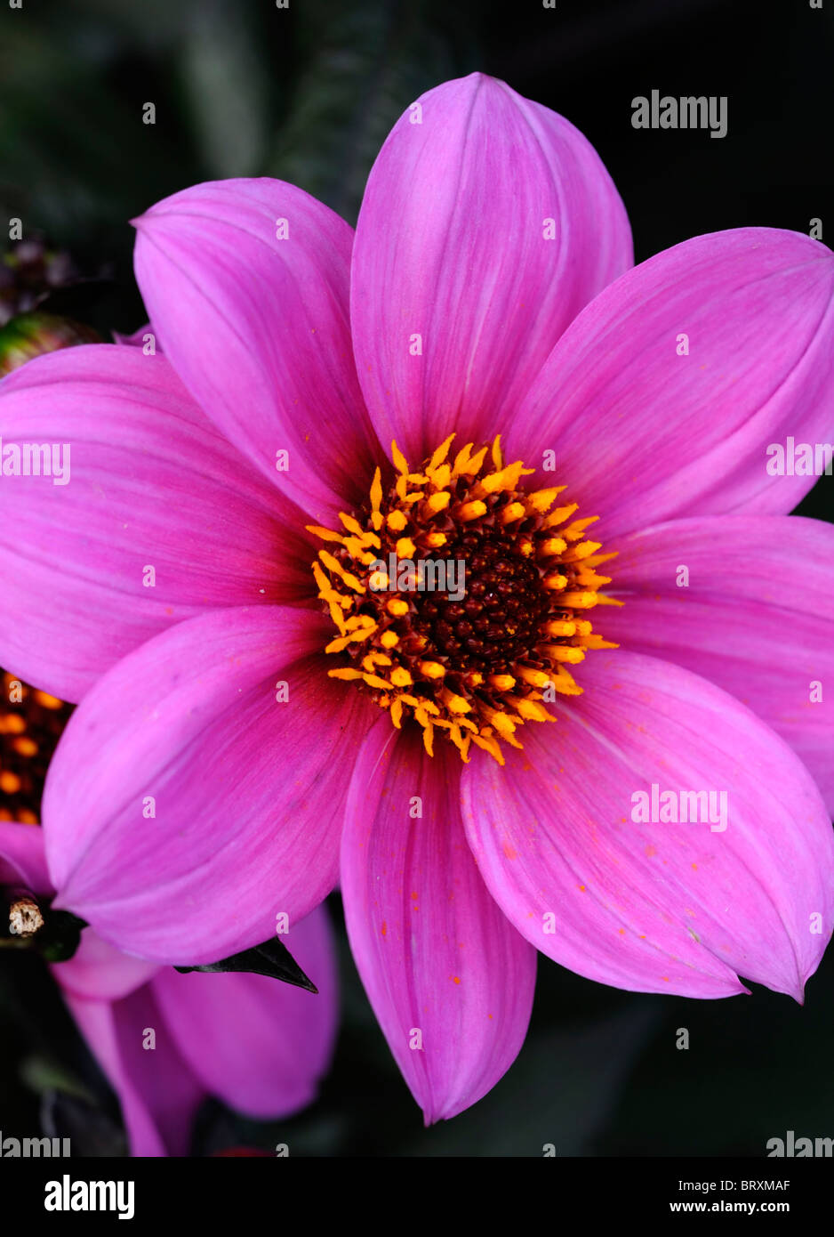 dahlia Happy Single Juliet dwarf single Red and Pink Blend flower bloom blossom color colour Stock Photo