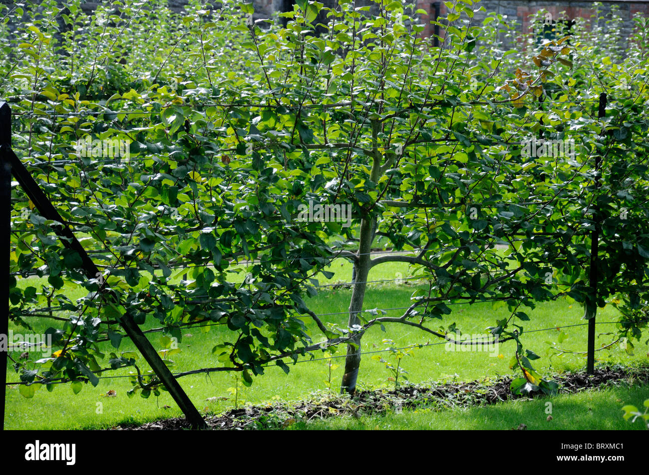 Espalier trained apple tree Malus domestica fruit tree grow grown shape shaped control controlled espaliered Stock Photo