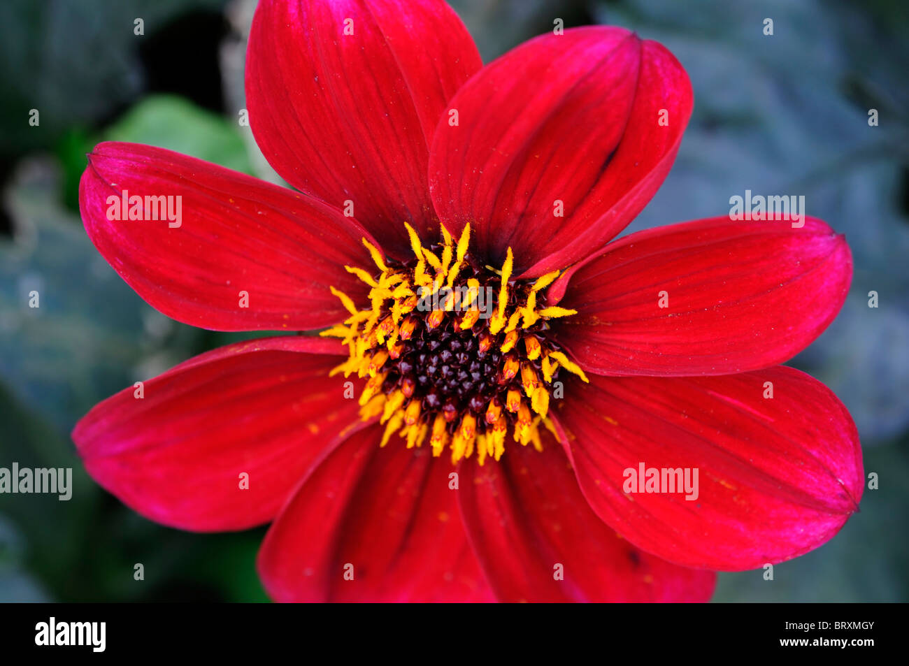dahlia Happy Single Romeo dwarf red variety type flower bloom blossom color colour colored coloured Stock Photo