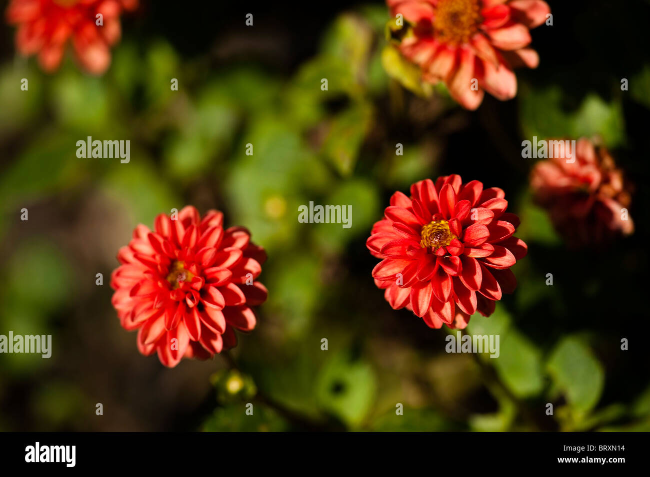Brightly coloured dwarf Dahlias in bloom at The Eden Project in Cornwall, United Kingdom Stock Photo