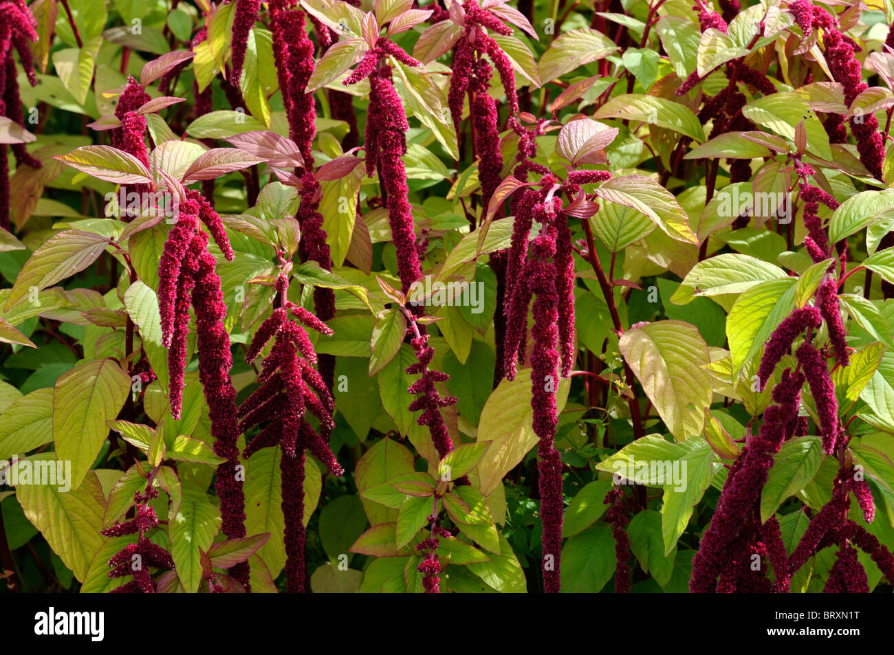 Amaranthus caudatus Flowering love lies bleeding flower bloom blossom