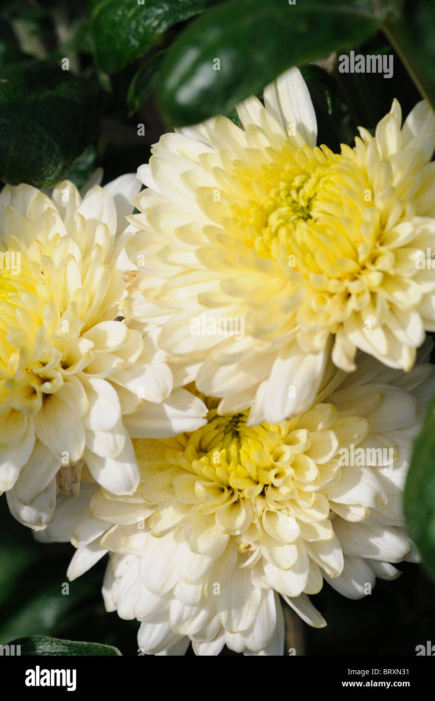 Chrysanthemum annual summer plant white flower Stock Photo Alamy