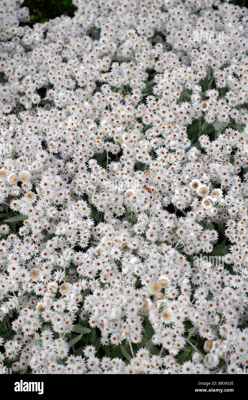 Pearly Everlasting Anaphalis triplinervis white flowers flower bloom blossom clump forming herbaceous perennial Stock Photo