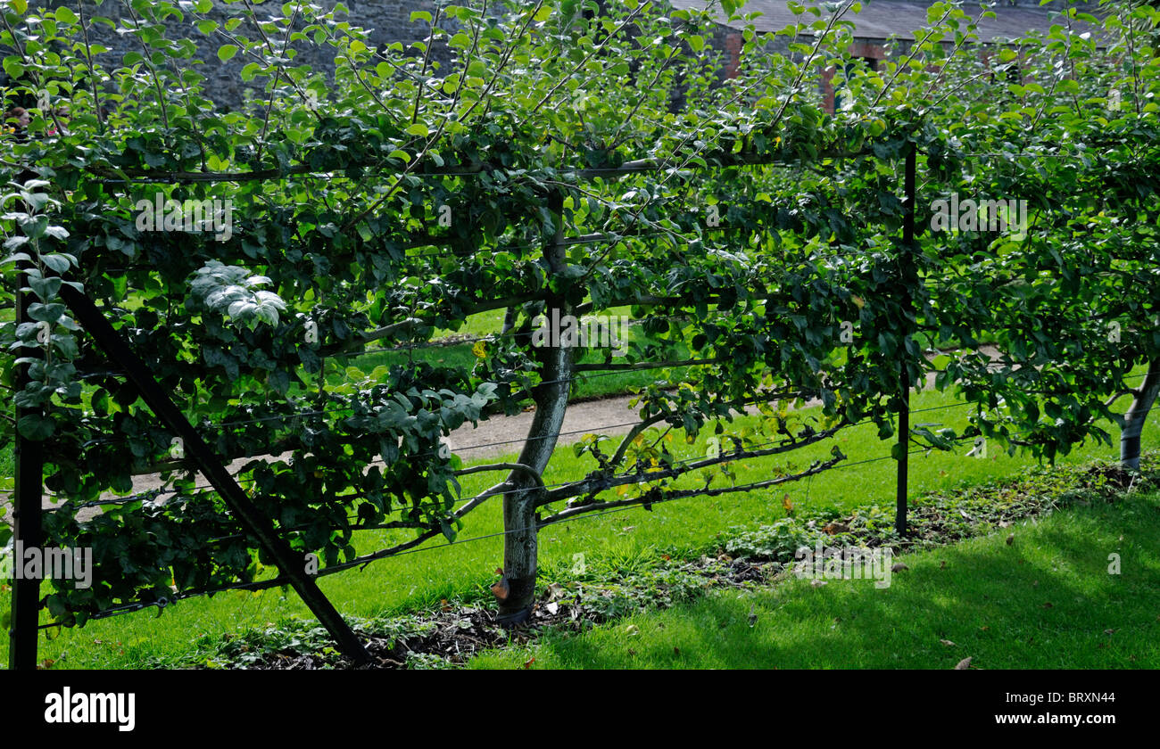 Espalier trained apple tree Malus domestica fruit tree grow grown shape shaped control controlled espaliered Stock Photo