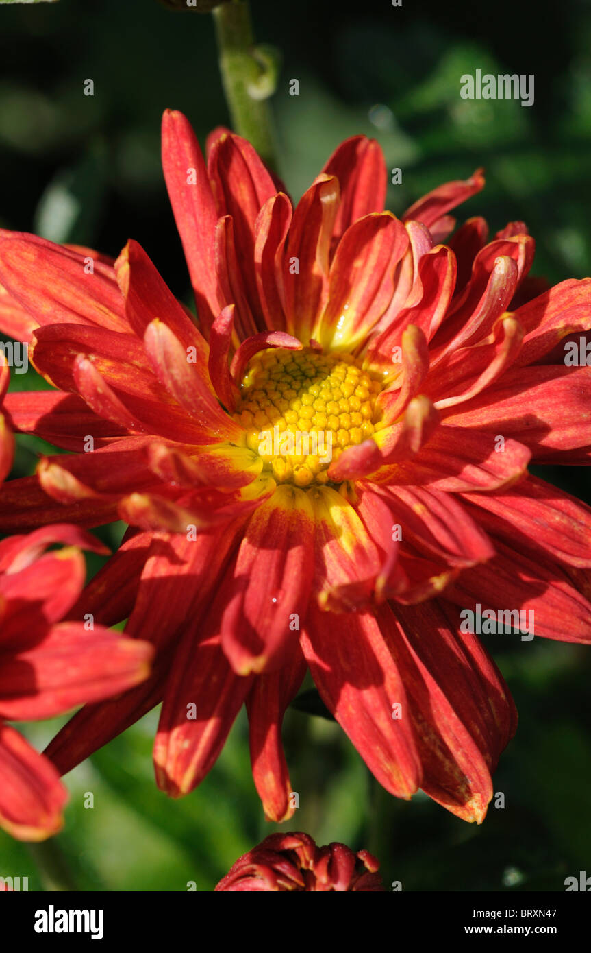 Chrysanthemum Duncan annual summer plant red flowers explosion shaped