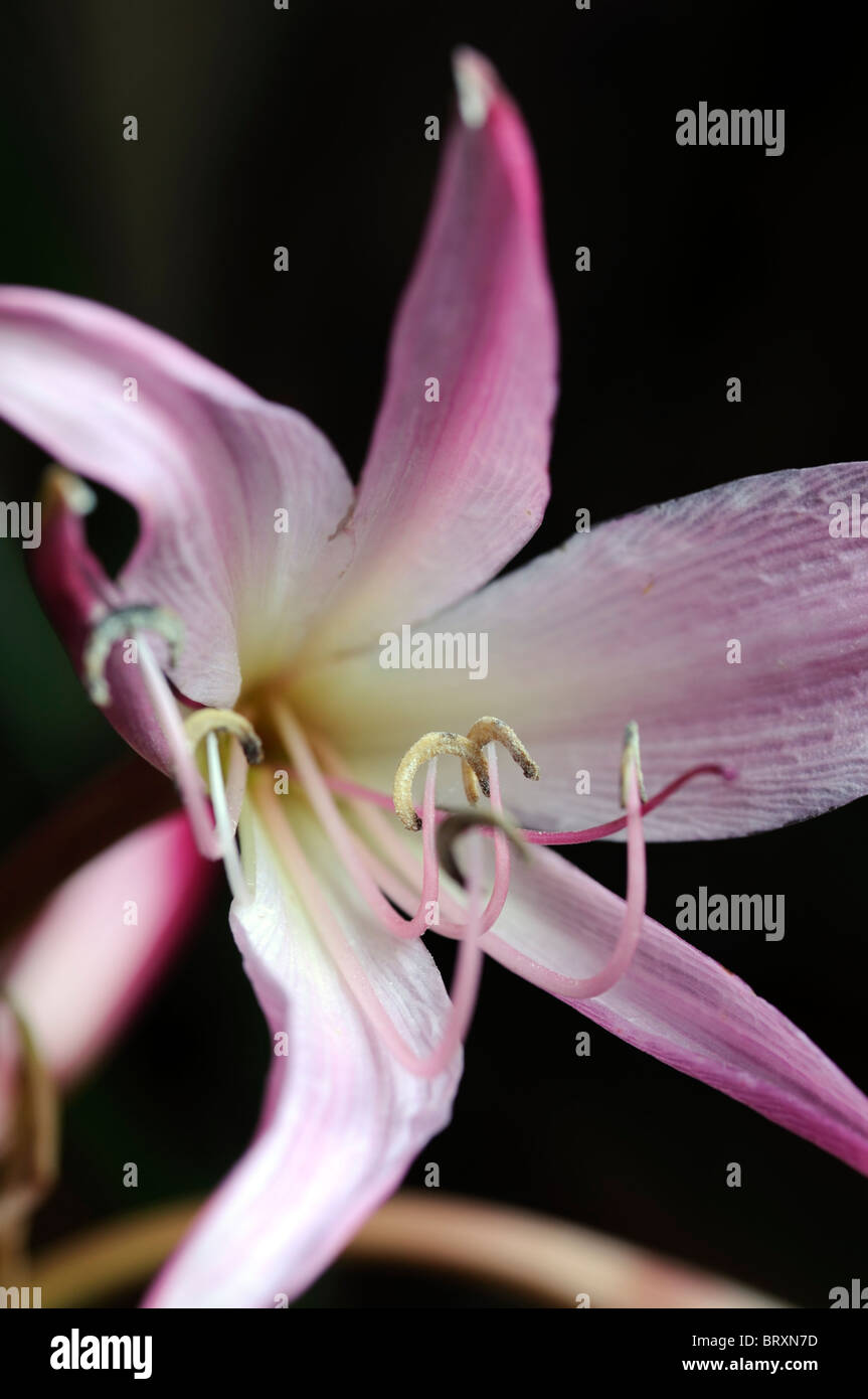 Crinum x powellii Roseum lily flower pink bloom blossom tender late summer bulb perennial Stock Photo