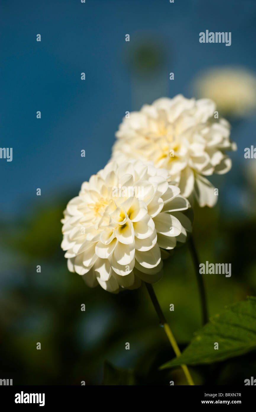 Dahlia 'White Aster' in bloom Stock Photo