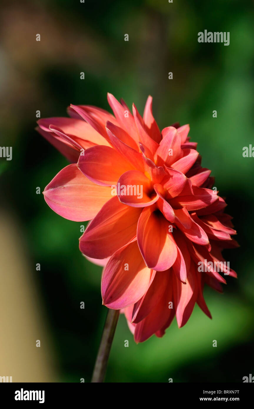 Dahlia peach hi-res stock photography and images - Alamy