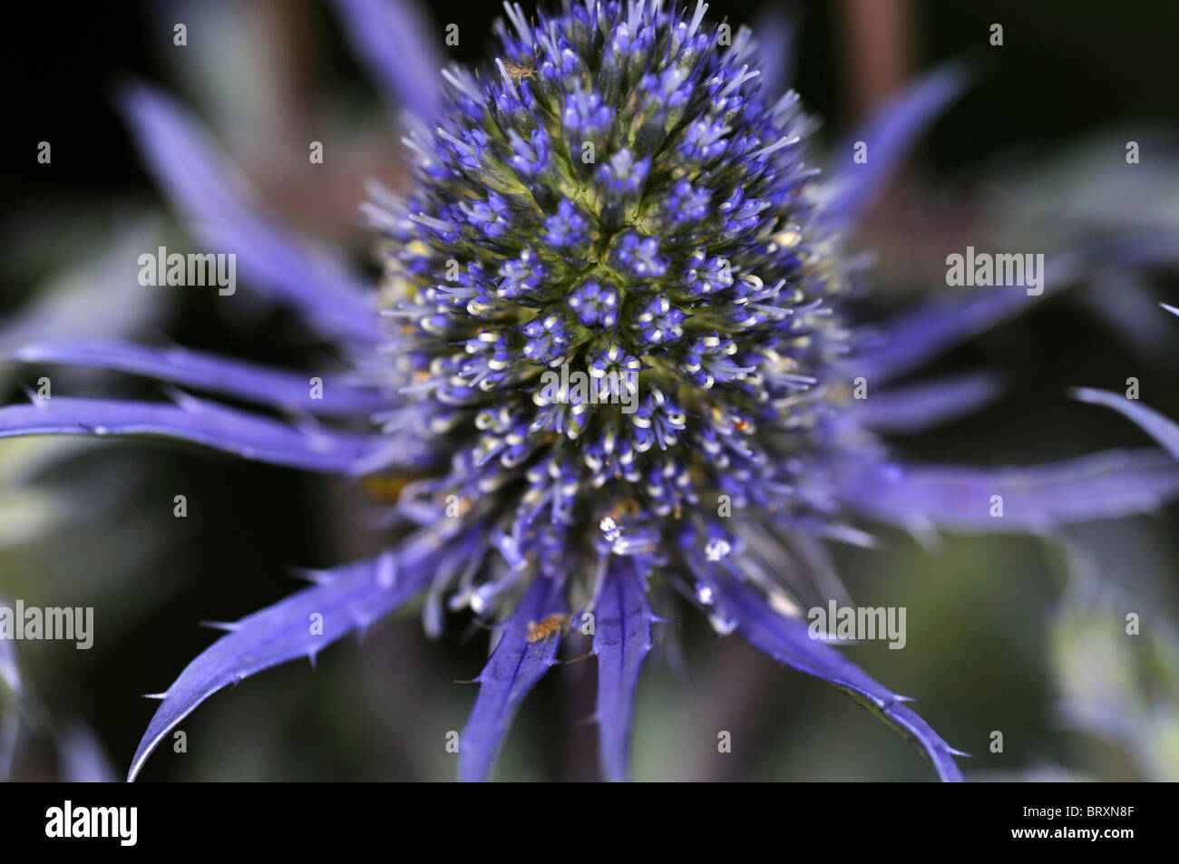 Eryngium planum Jos Eijking sea holly deep blue flowers dark green