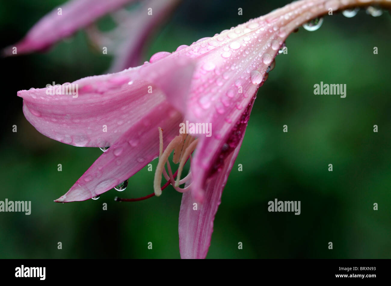 Crinum x powellii Roseum lily flower pink bloom blossom tender late summer bulb perennial Stock Photo