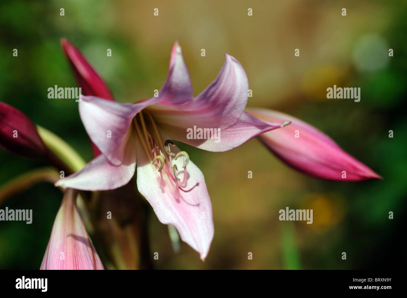 Crinum x powellii Roseum lily flower pink bloom blossom tender late