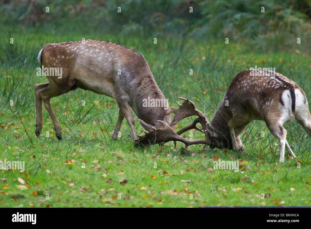 Rutting males hi-res stock photography and images - Alamy