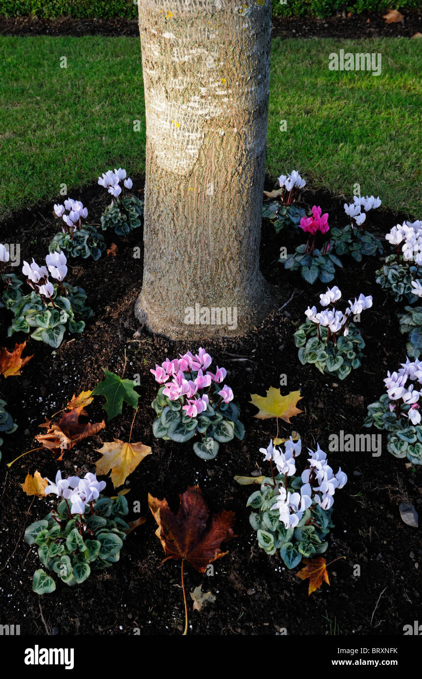 Underplanting tree hires stock photography and images Alamy