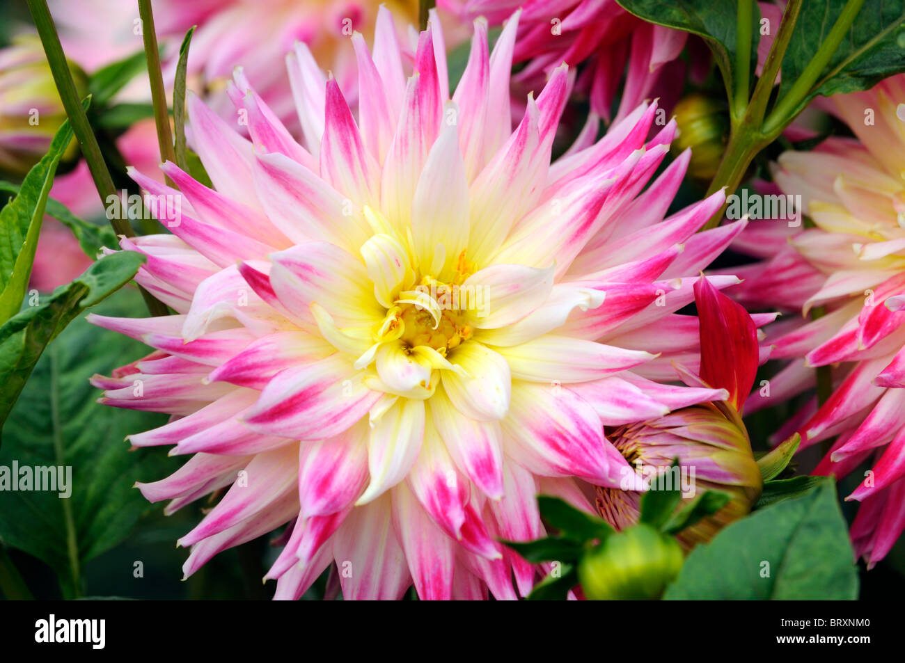 dahlia cha cha Semi Cactus type variety hybrid White Dark Red color colour colored coloured flower bloom blossom Stock Photo