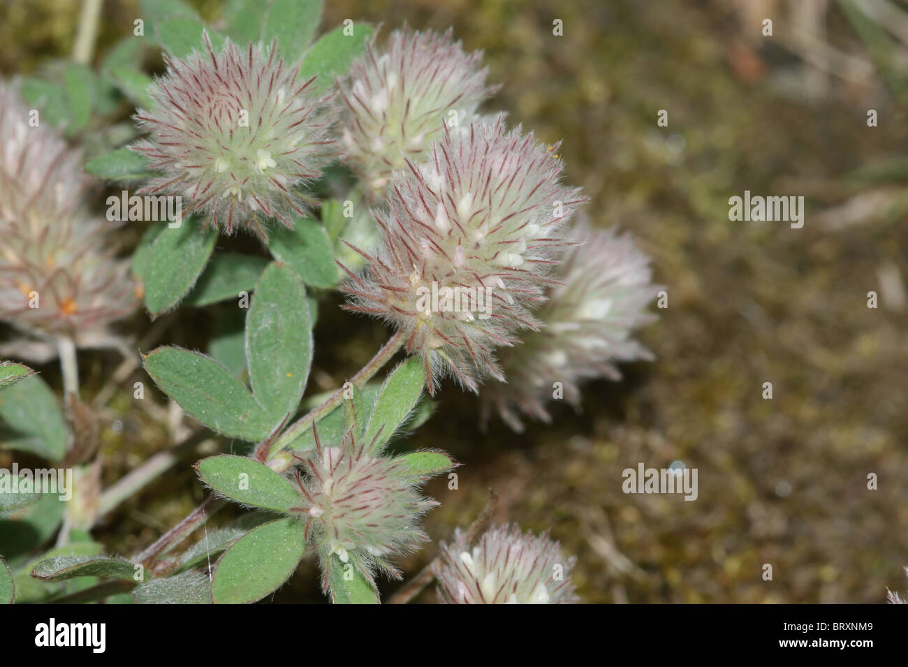 Hare's-foot Clover Stock Photo