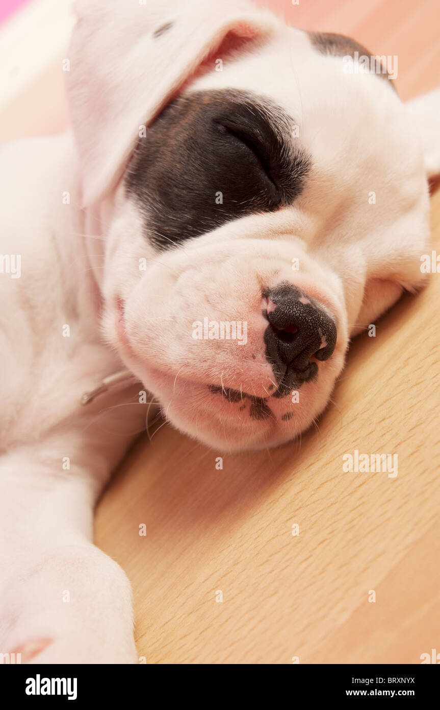 Cute boxer puppy sleeping Stock Photo Alamy
