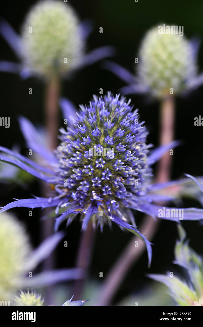 Eryngium planum Jos Eijking sea holly deep blue flowers dark green