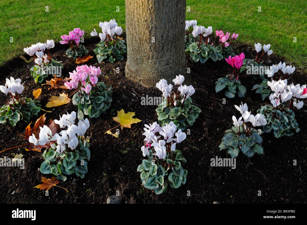 Underplanting tree hires stock photography and images Alamy