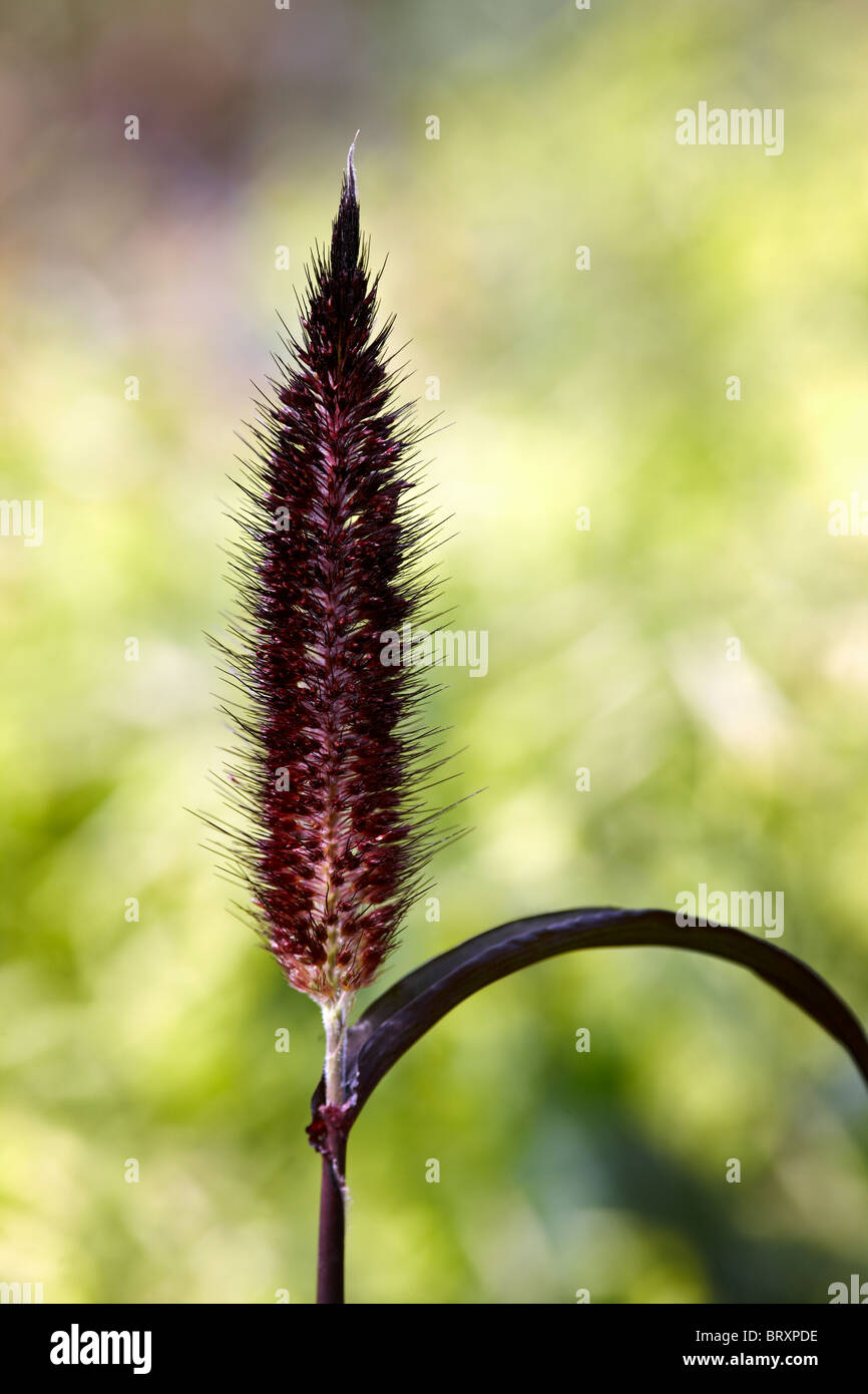 Annual Millet - Pennisetum glaucum 'Purple Majesty' Stock Photo