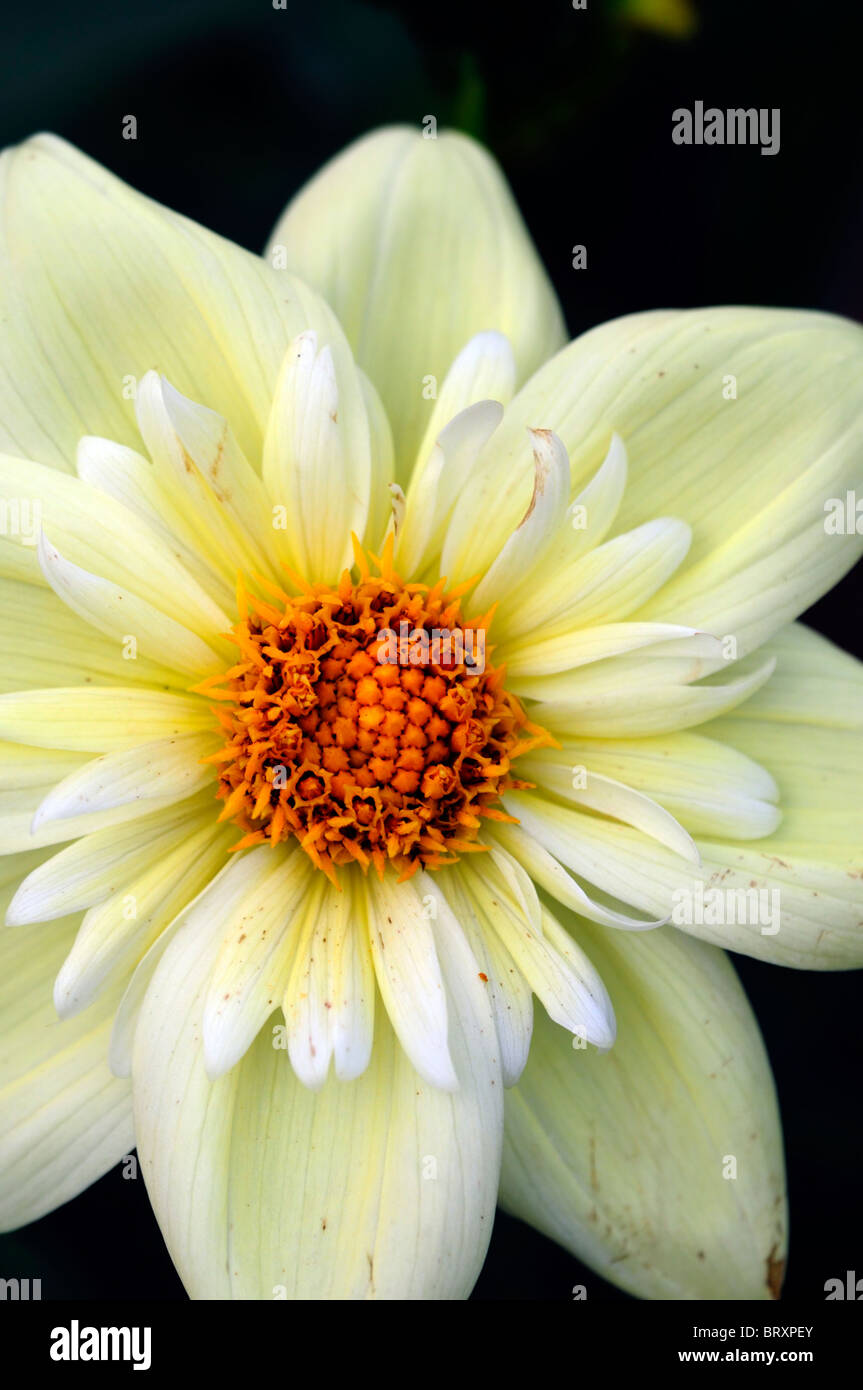 dahlia clair de lune Collerette type variety hybrid yellow color colour