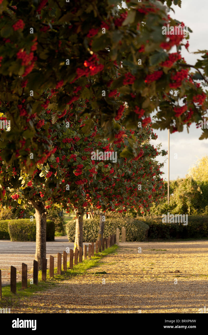 Gravel car park hires stock photography and images Alamy