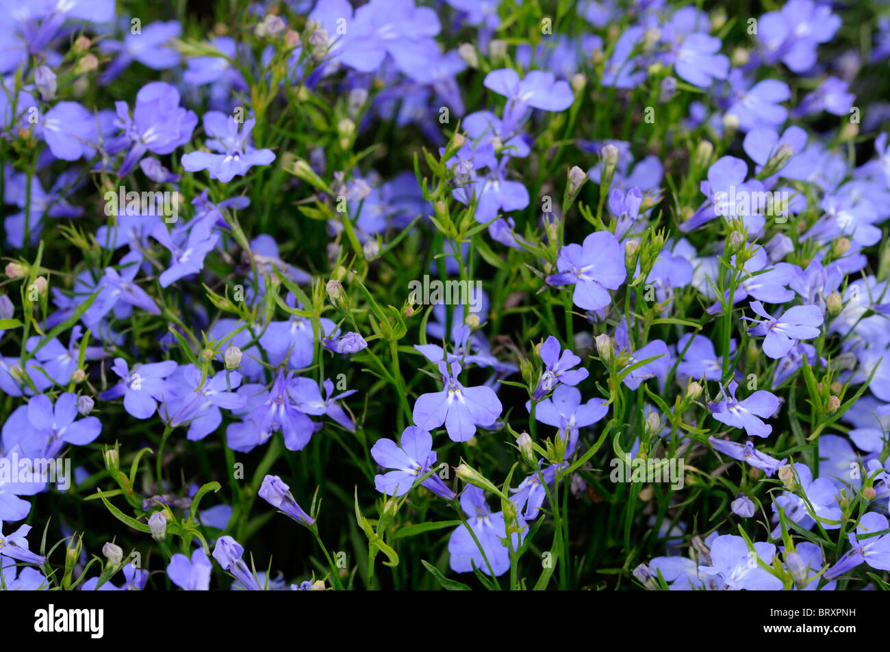 Lobelia erinus compacta Cambridge Blue Campanulaceae Bedding Lobelia summer bedding plant half-hardy annual sky-blue flowers Stock Photo