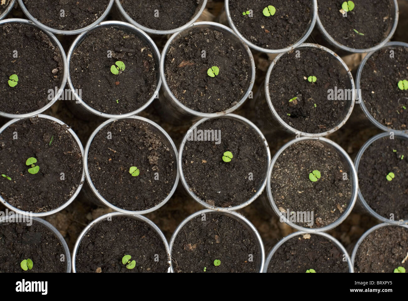 Seedlings in plant pots in greenhouse Stock Photo
