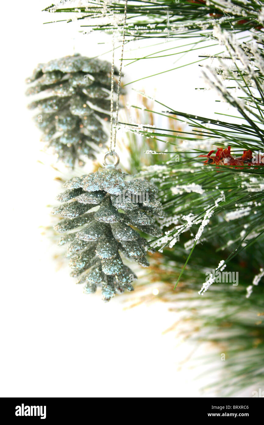 Christmas gray cones hanging on fir tree isolated on white background ...