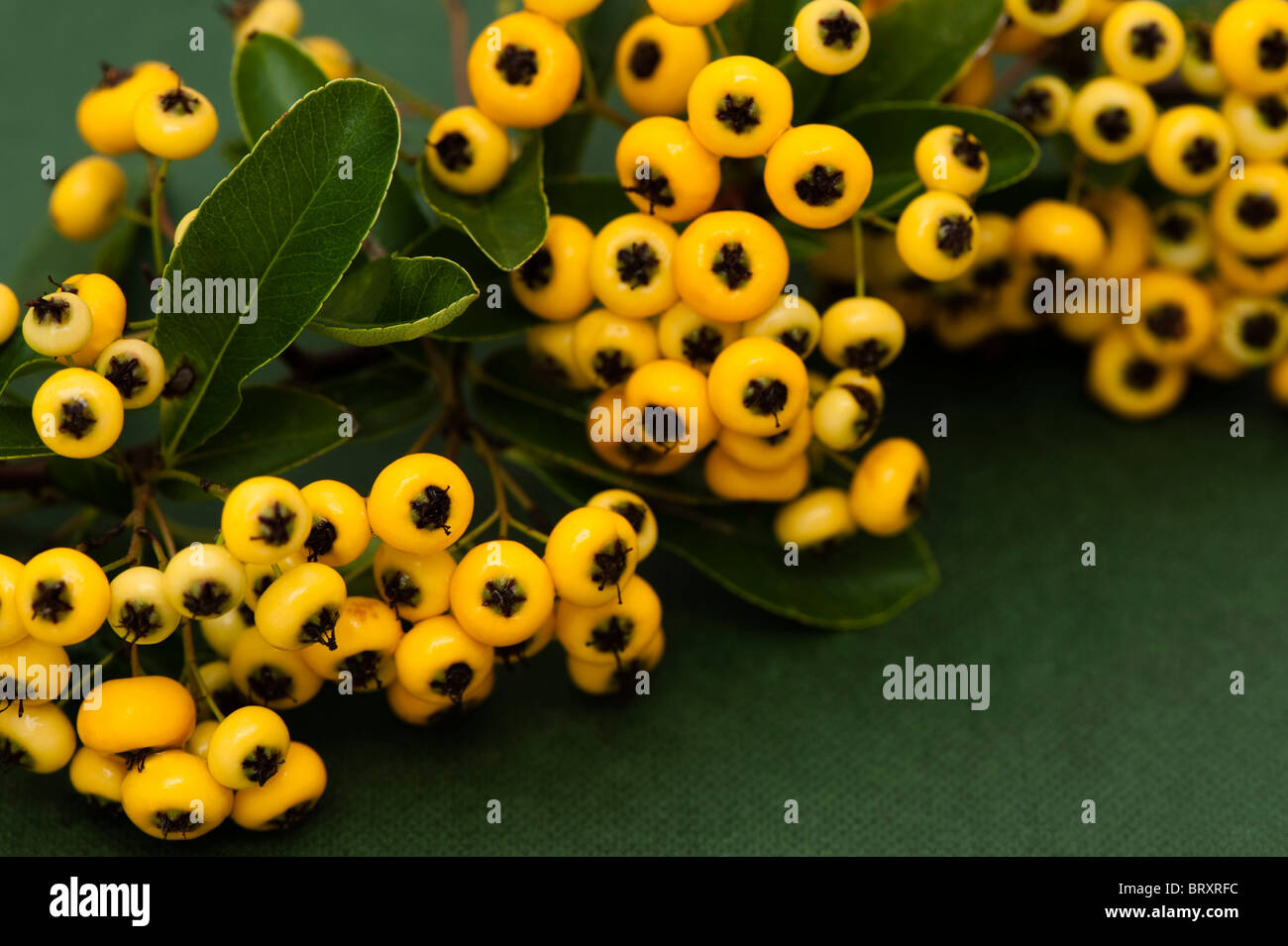 Yellow berries from a Pyracantha, Firethorn Stock Photo