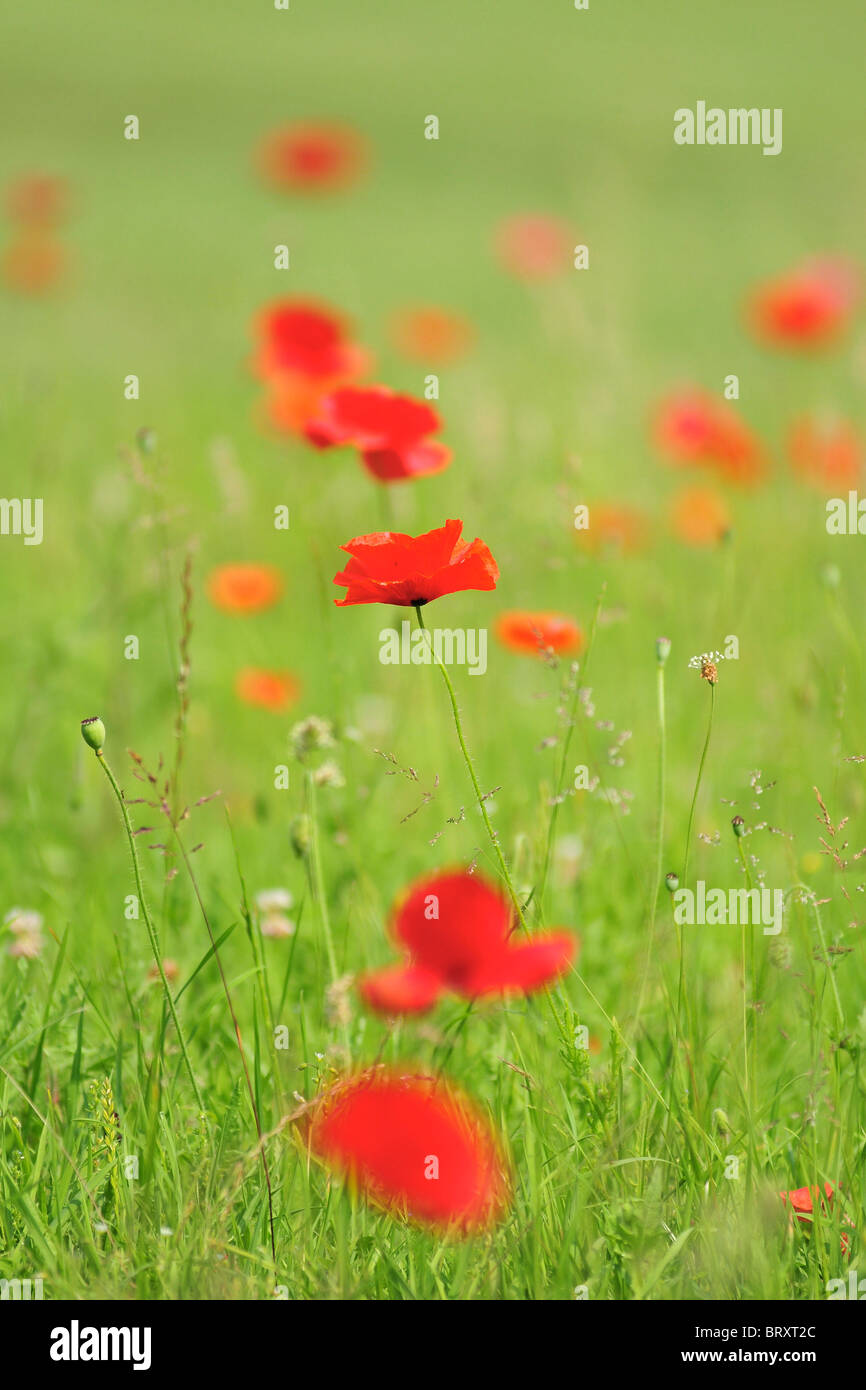 Somme poppy field hi-res stock photography and images - Alamy
