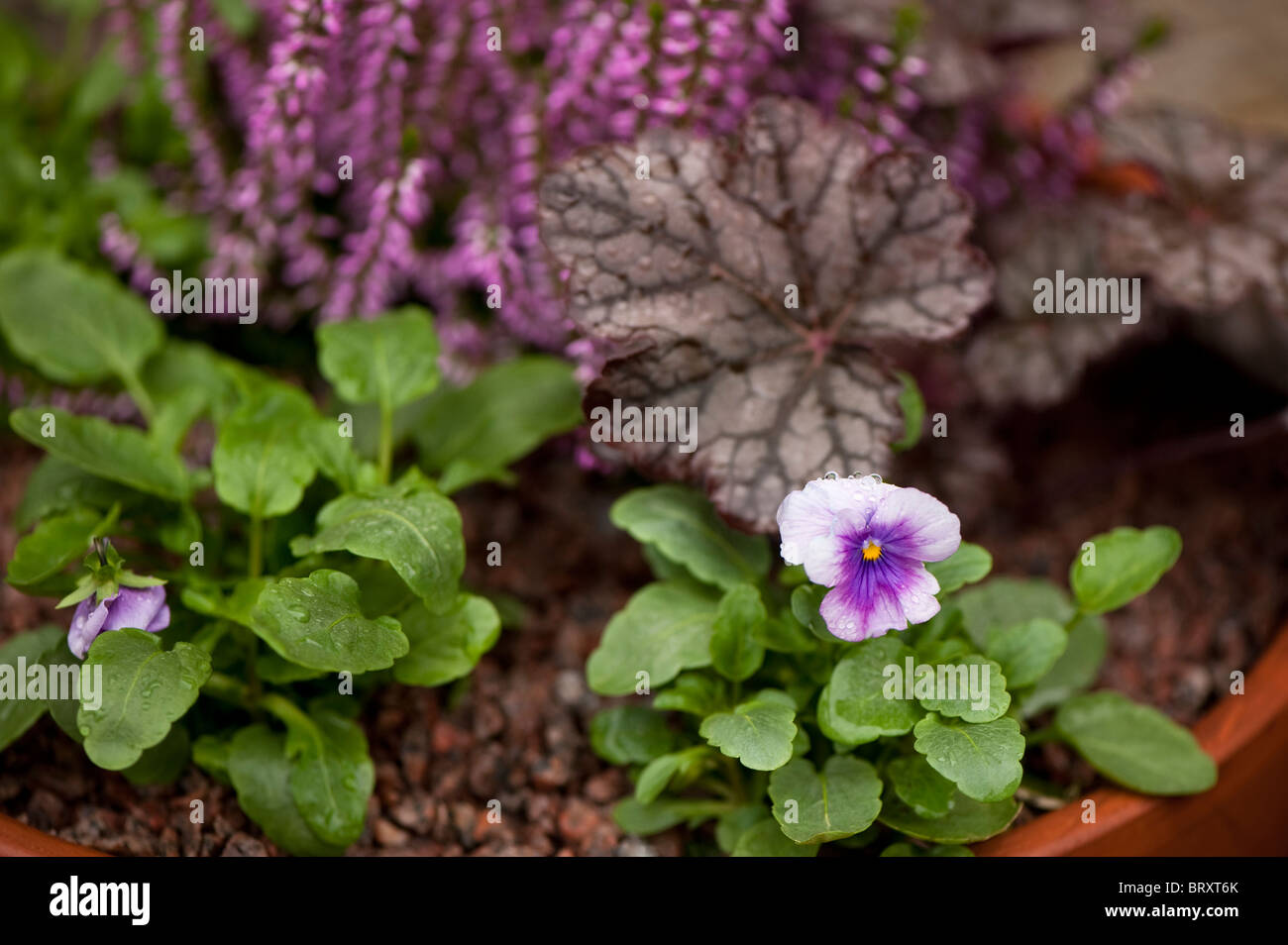 Viola F1 'Sorbet Blueberry Cream' and Heuchera 'Plum Pudding' growing in a ceramic flower pot Stock Photo