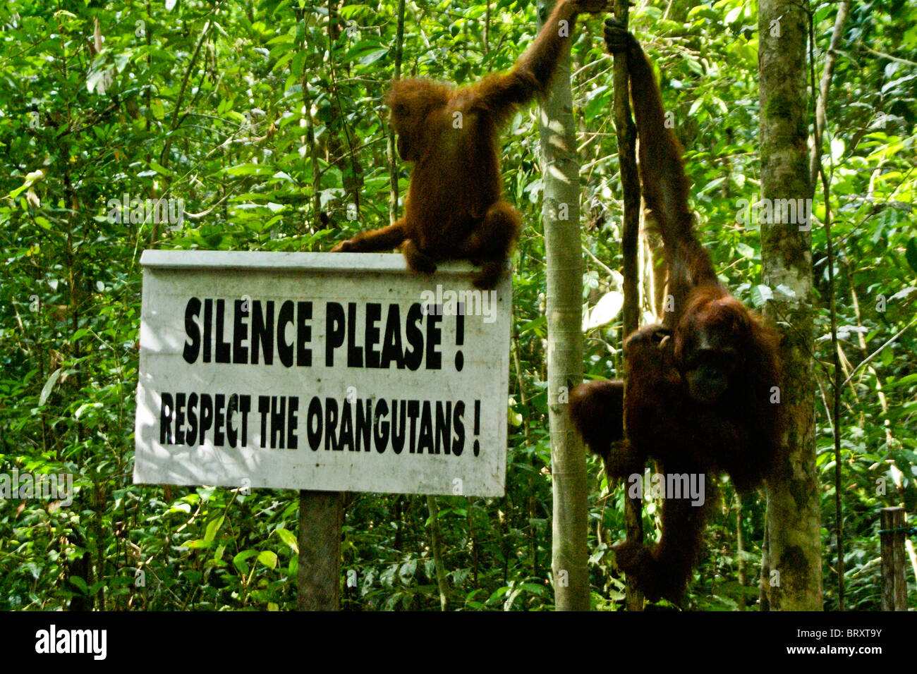 Orangutans on sign, Borneo, Indonesia Stock Photo
