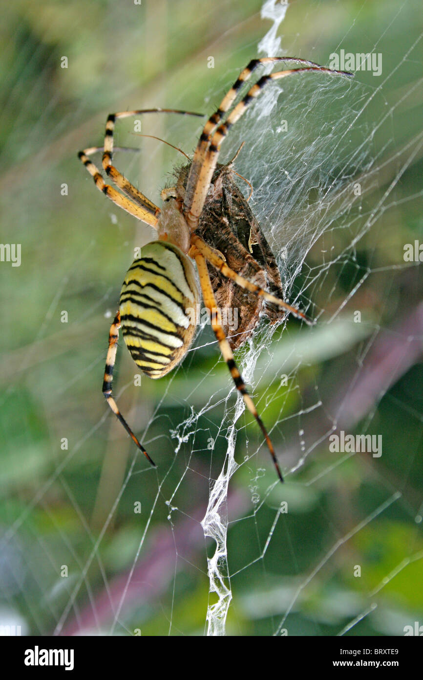 yellow and black stripy spider Stock Photo