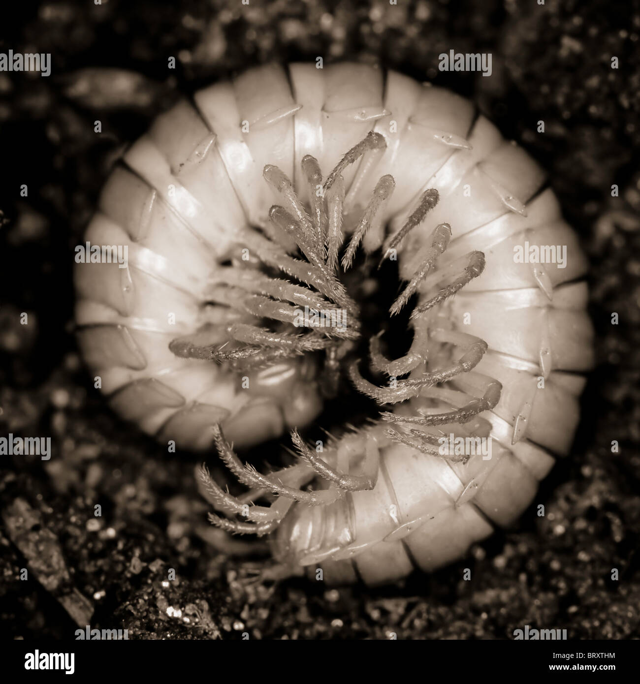 Small millipede curled up on the ground Stock Photo