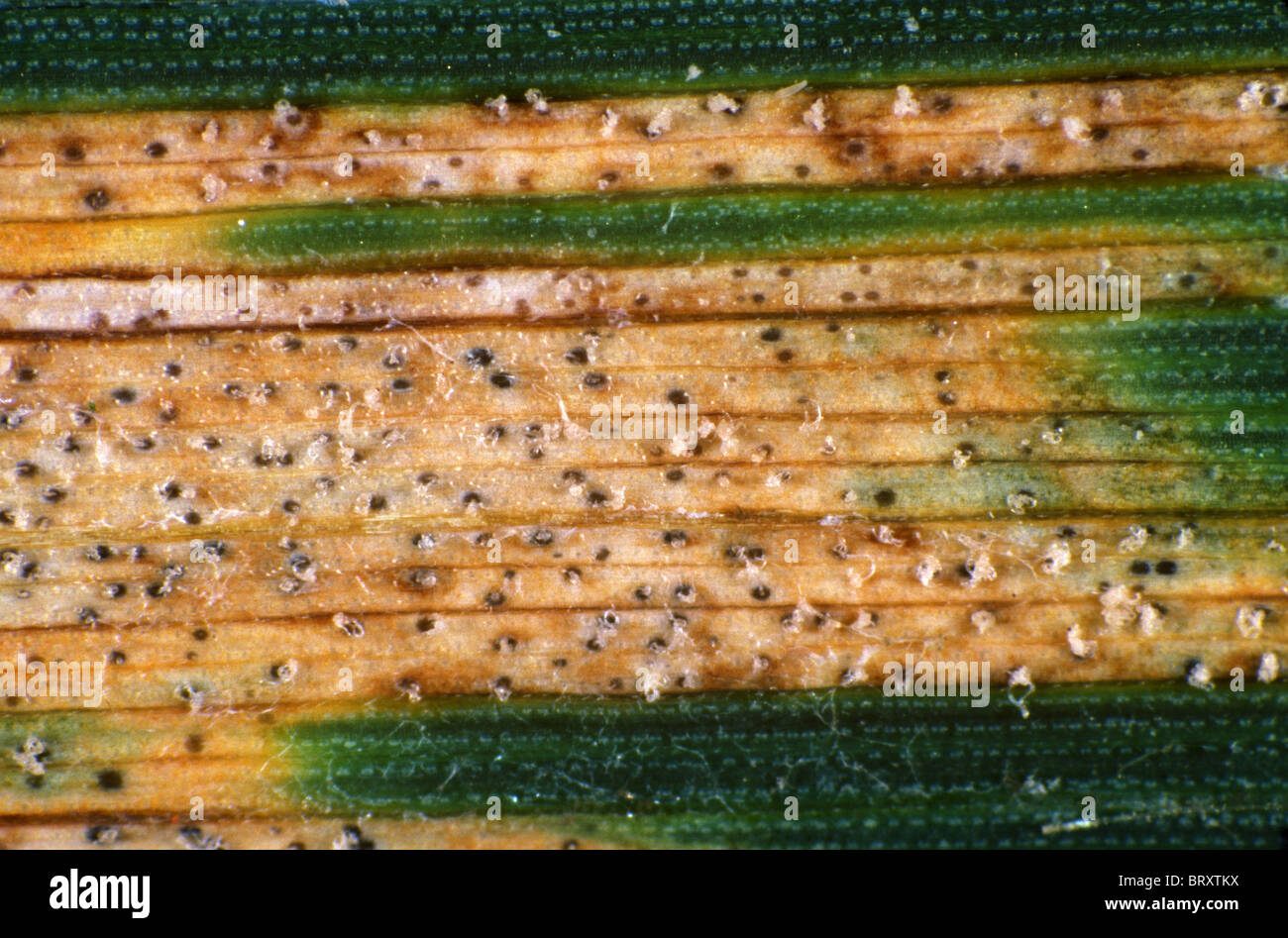 Septoria leaf spot (Septoria tritici) lesions, pycnidia, & spores on a wheat leaf Stock Photo
