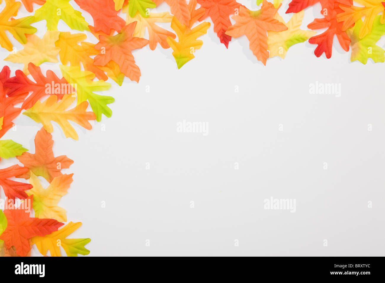 Oak leaves white background green hi-res stock photography and images ...