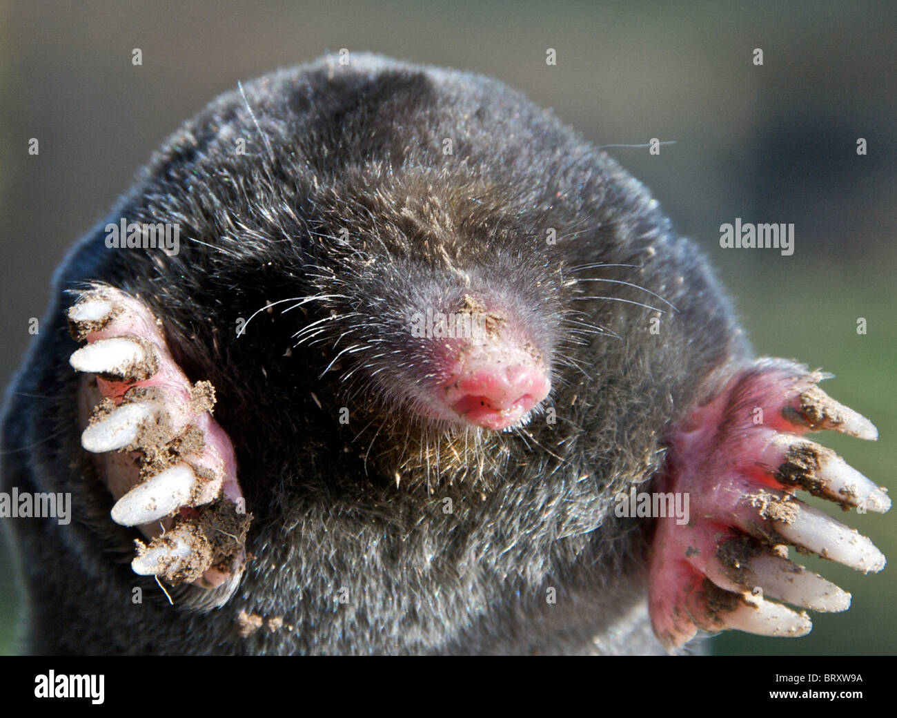 A mole. MOLE Common Mole (Talpa europaea) Common mammal but rarely seen the mole spends most of its life below ground Stock Photo