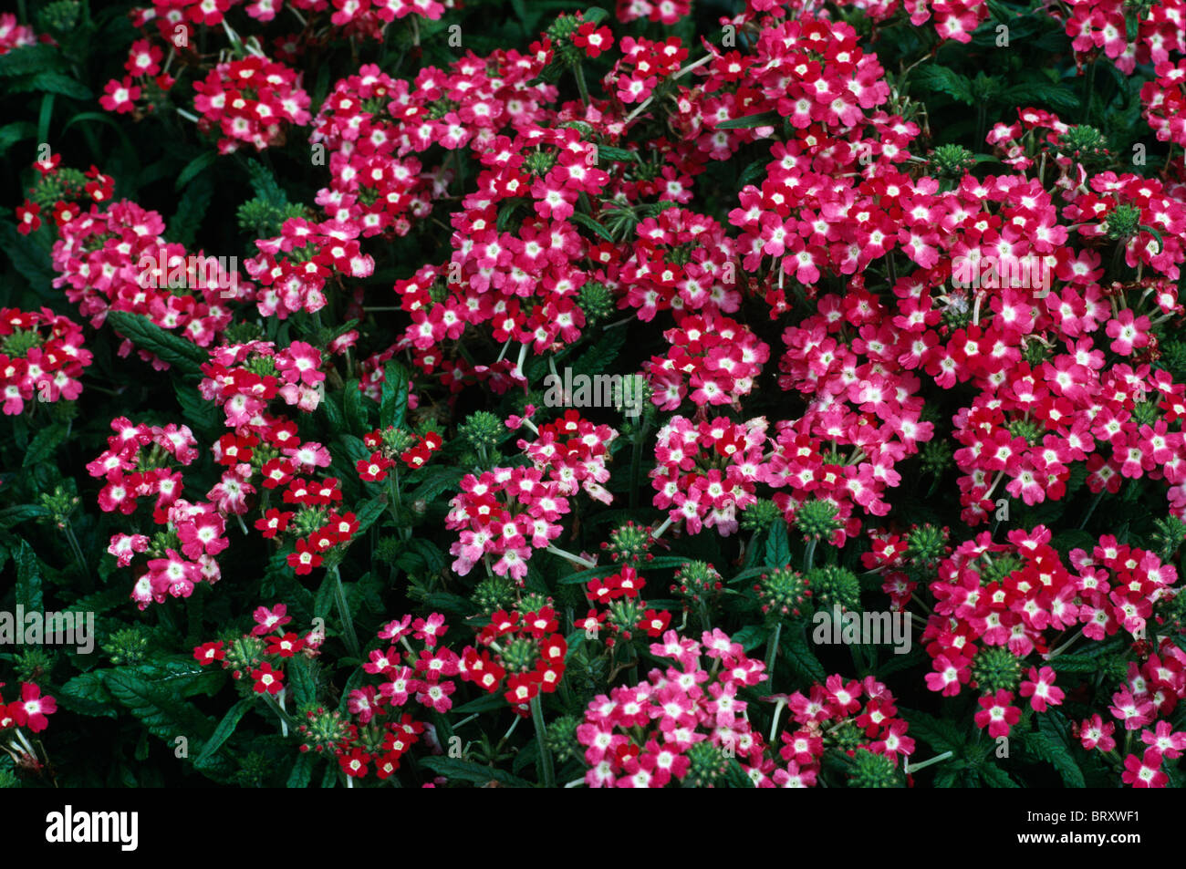 Red White Verbena High Resolution Stock Photography and Images - Alamy