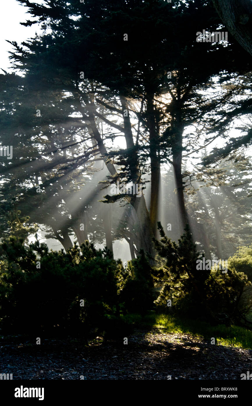 Misty afternoon sun shines through trees in San Francisco's Golden Gate Park. Stock Photo