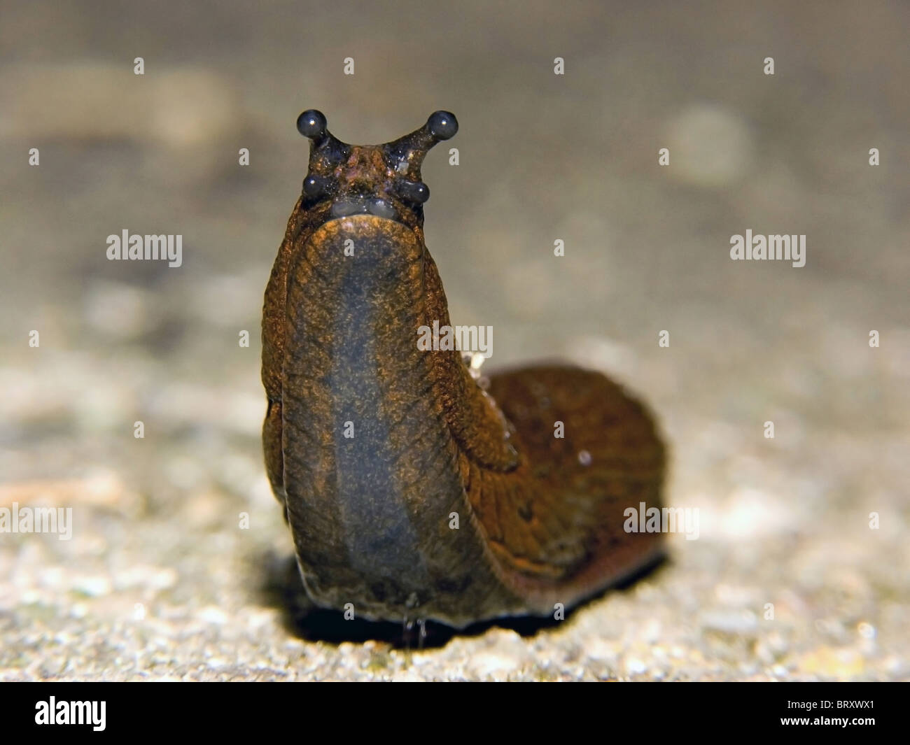 attentive slug Stock Photo
