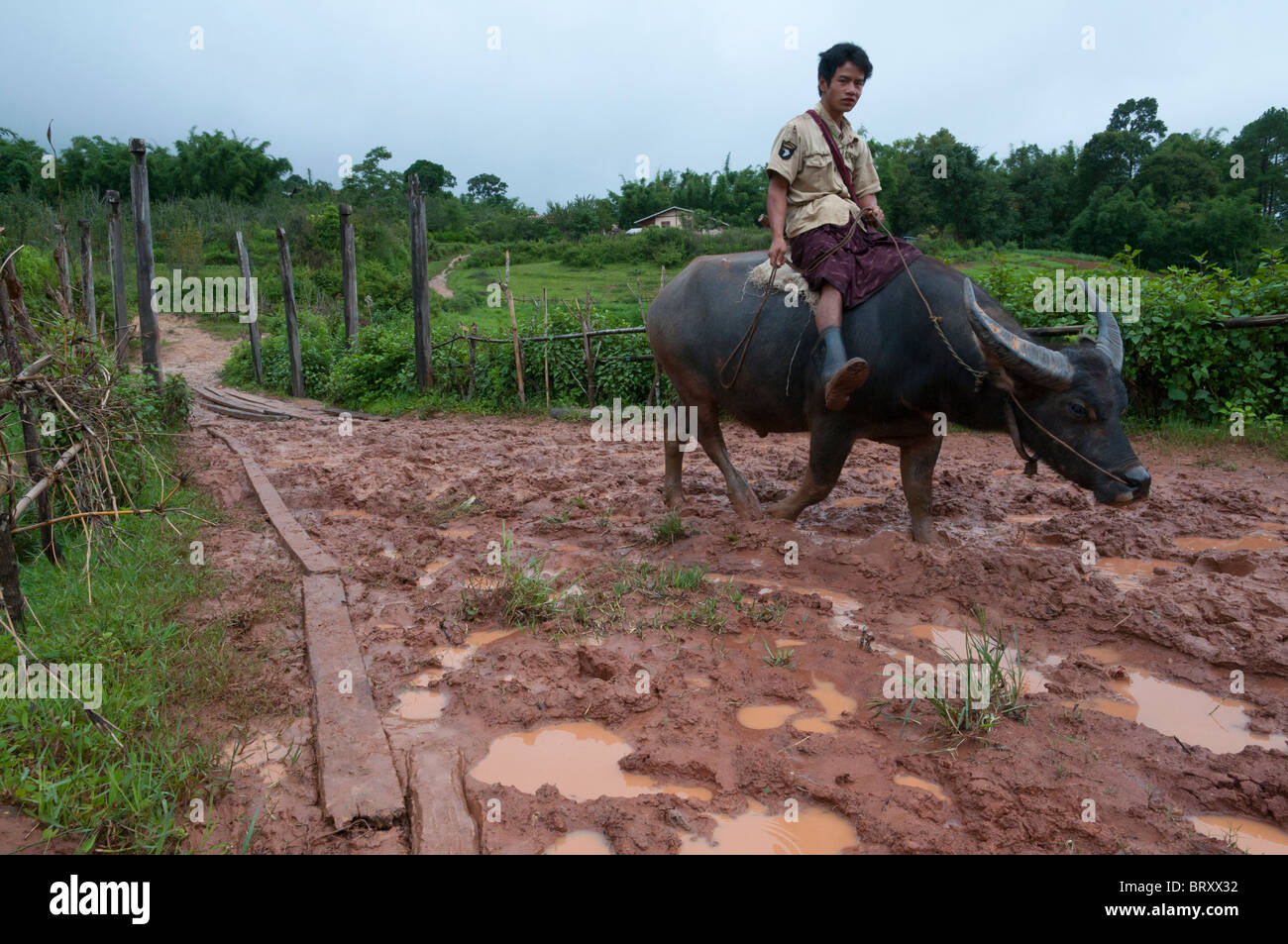 young farmer riding his buffalo on a muddy dirt track. shan hills. myanmar Stock Photo