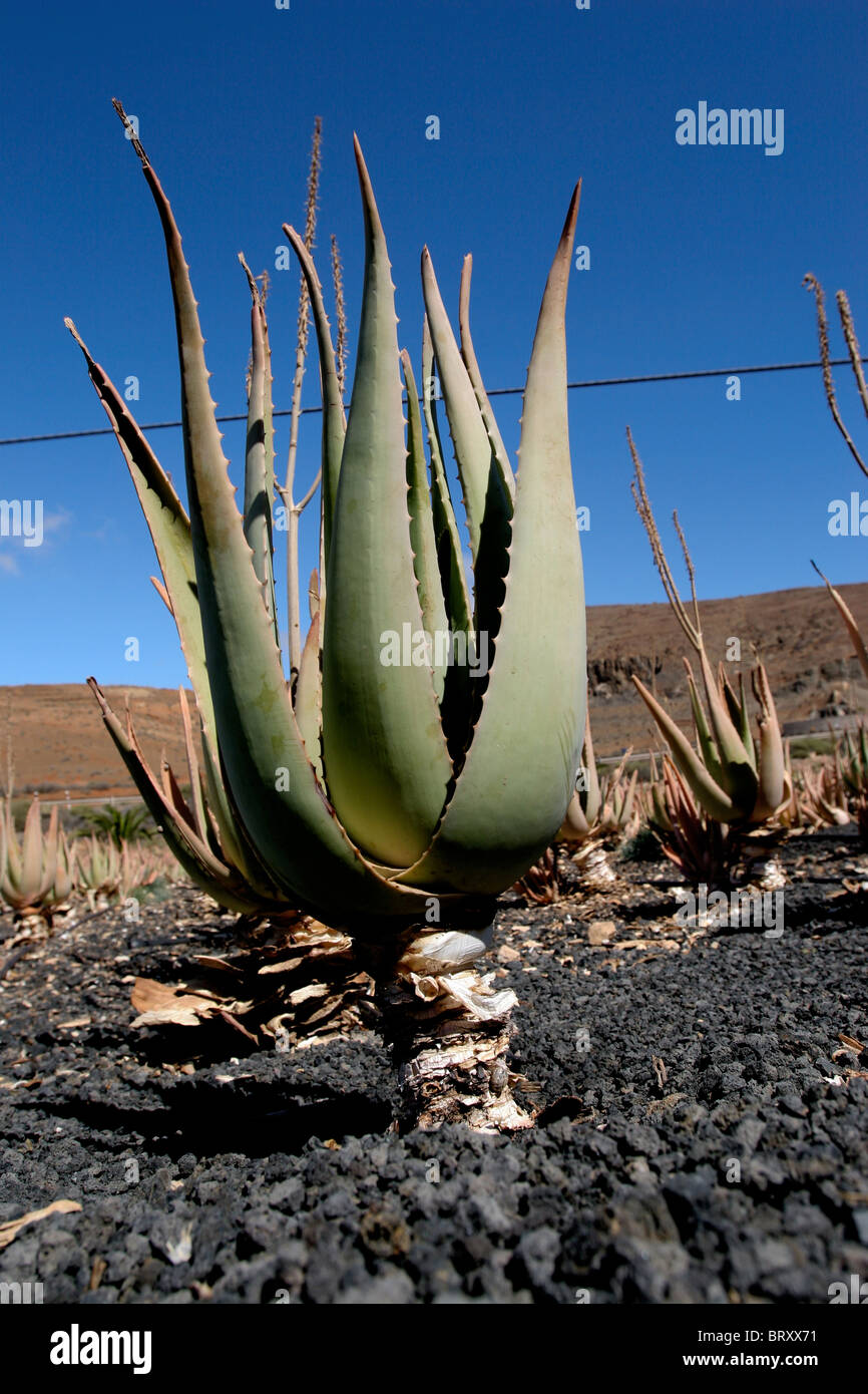 aloe vera plant farming Fuerteventura Canary Spain medical healing  plantation farm factory Stock Photo - Alamy