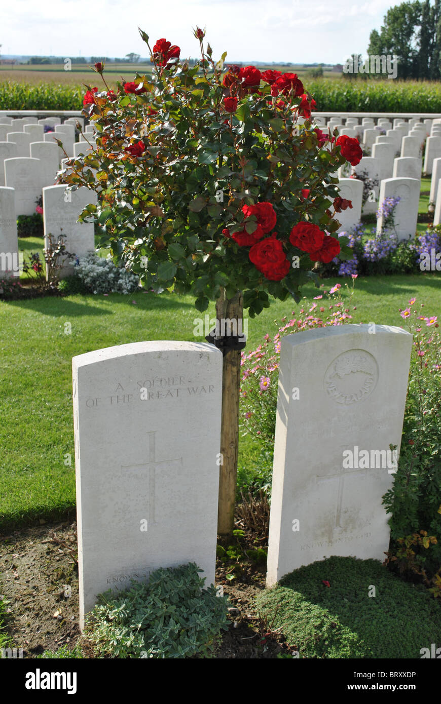 A red rose bush in between two World War One headstones at Tyne Cot War Cemetery in West Flanders, Belgium Stock Photo