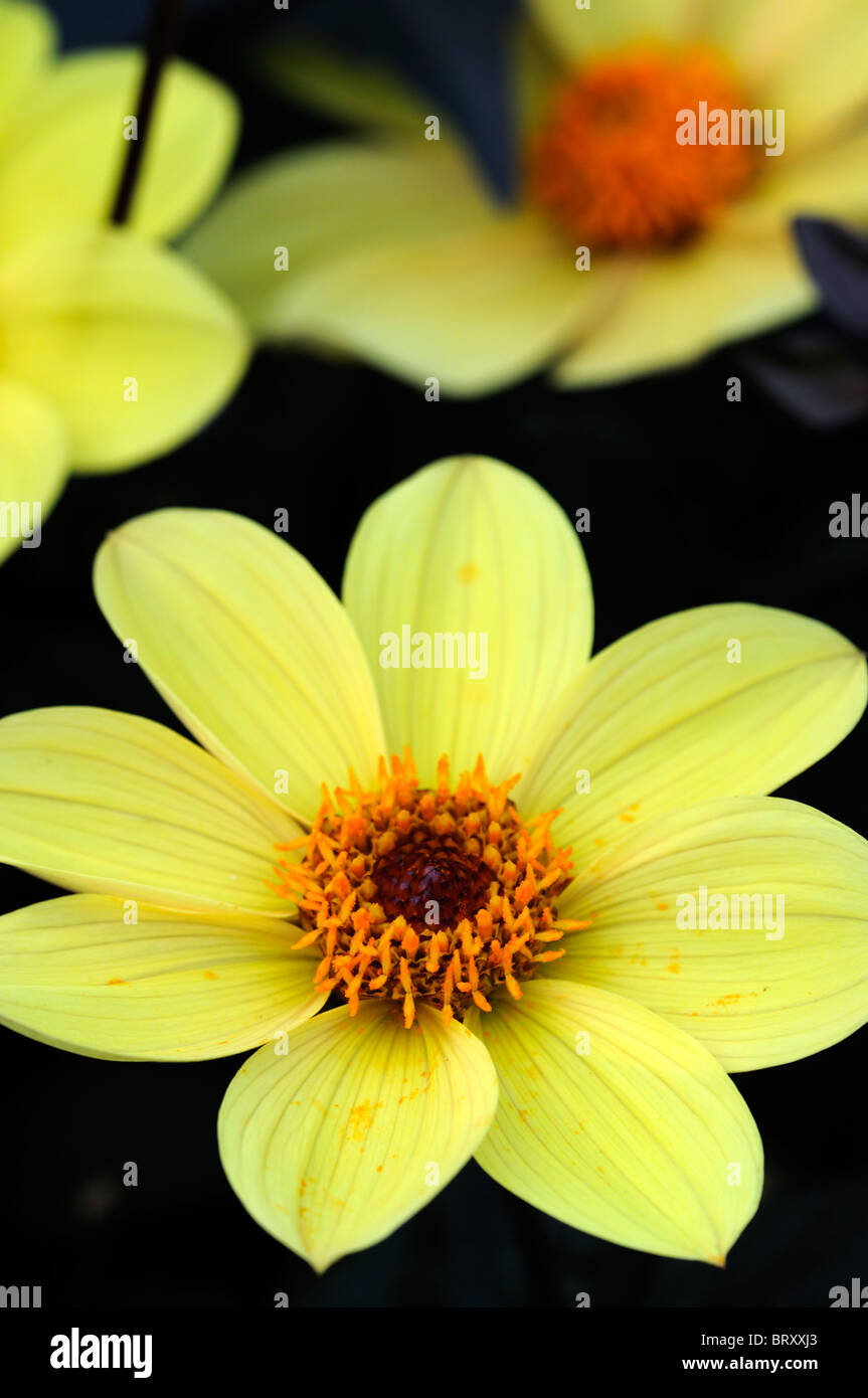 Dahlia happy single party dwarf hi-res stock photography and images - Alamy