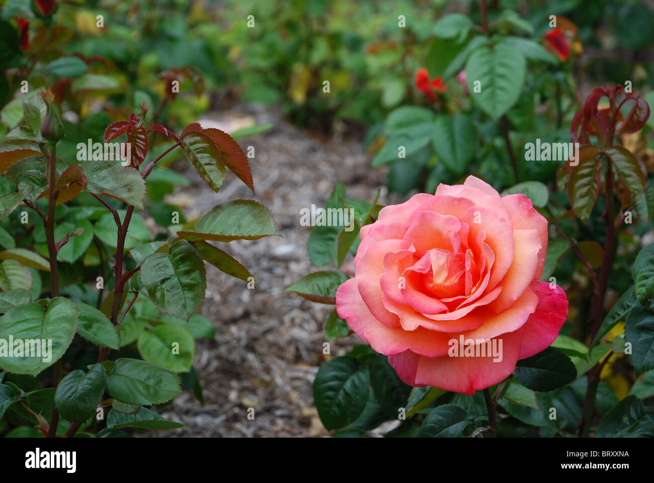 Pink Rose in bloom Stock Photo - Alamy