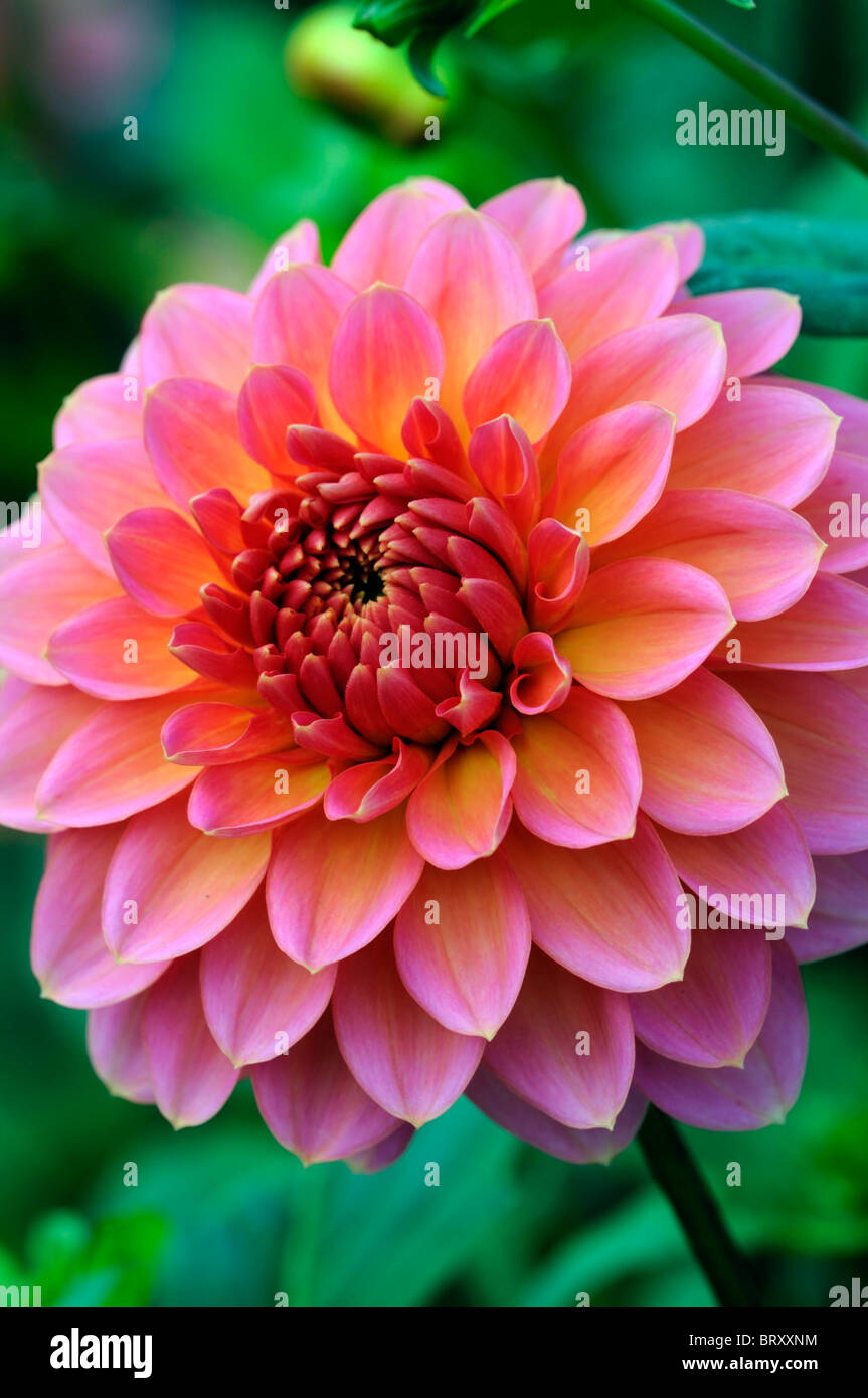 dahlia peach cupid ball light pink blend flower bloom blossom variety