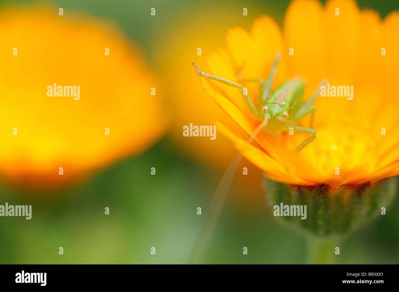 Grasshopper on marigold (Calendula) Stock Photo